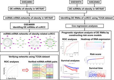 Heterogeneous miRNA-mRNA Regulatory Networks of Visceral and Subcutaneous Adipose Tissue in the Relationship Between Obesity and Renal Clear Cell Carcinoma